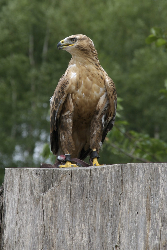 Adlerbussard