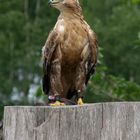 Adlerbussard