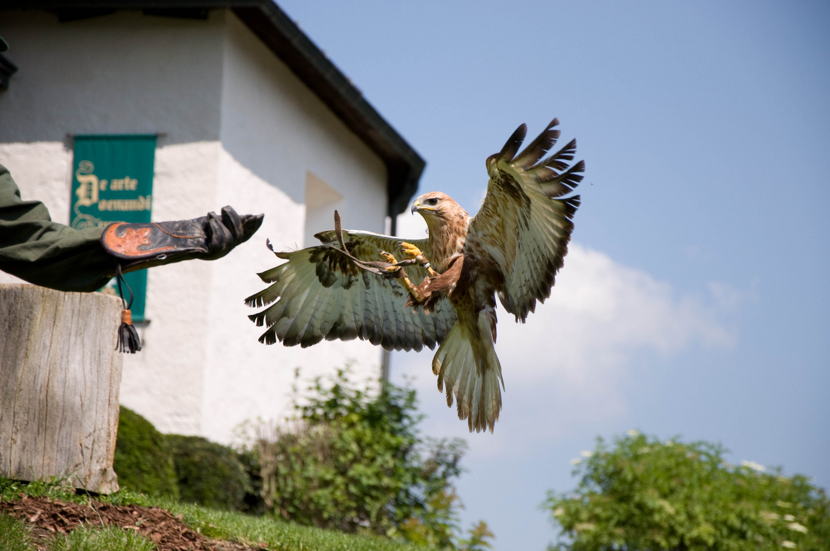 Adlerbussard