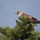 Adlerbussard