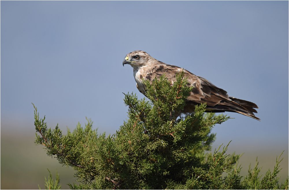 Adlerbussard