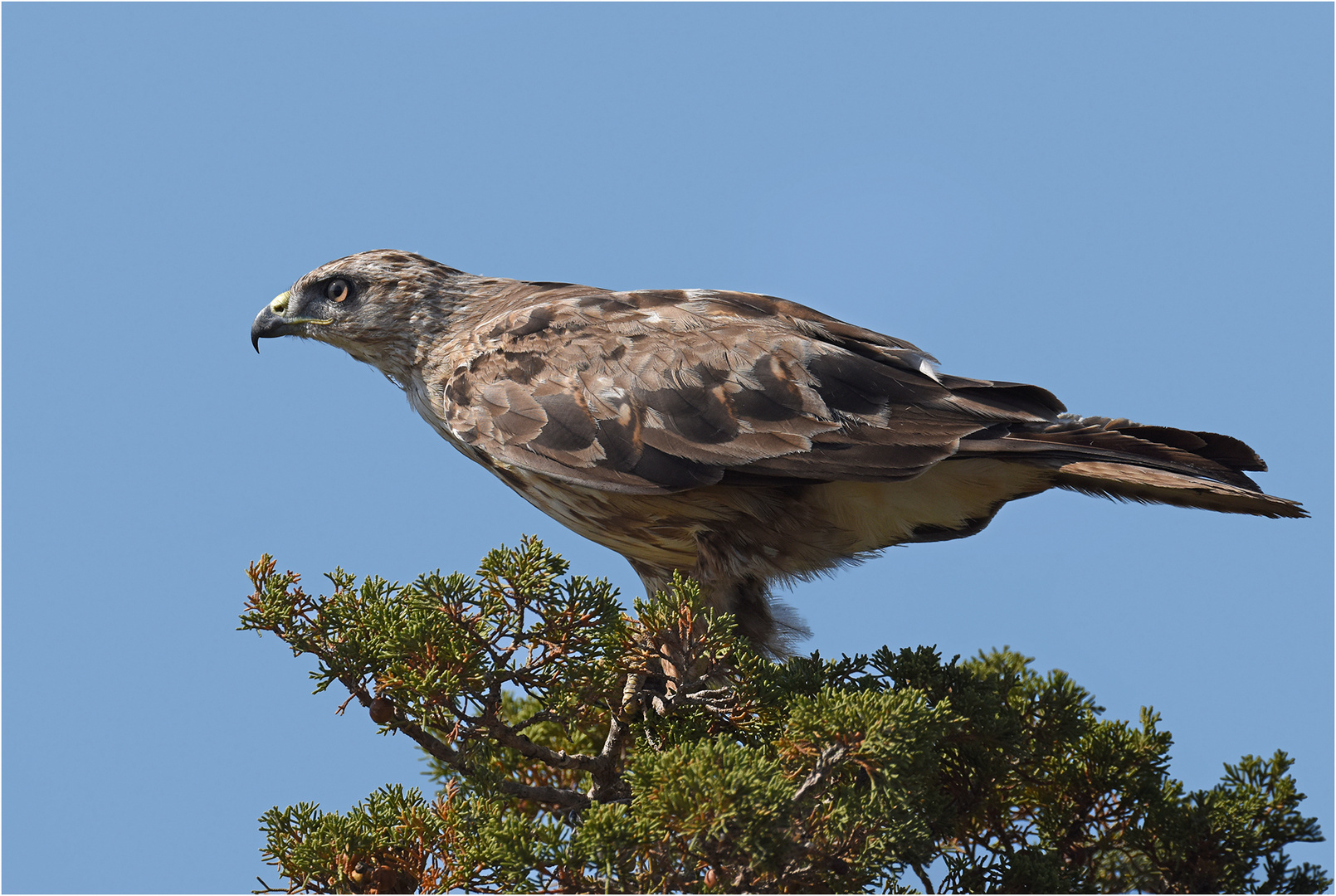 Adlerbussard