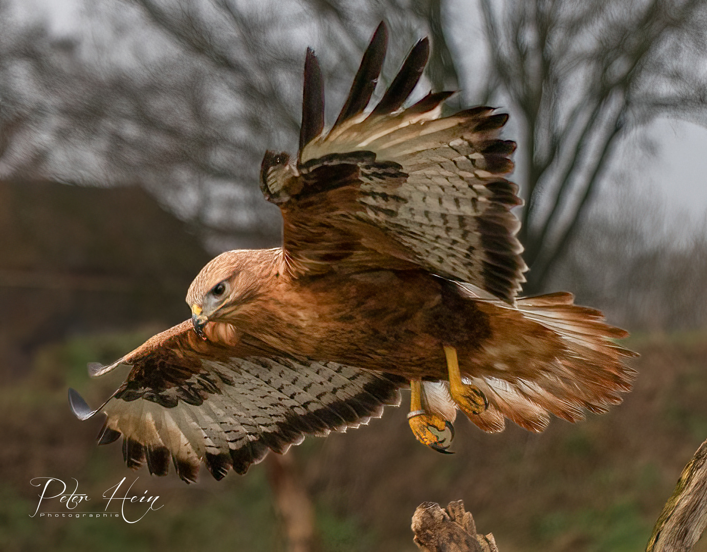 Adlerbussard