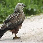 Adlerbussard