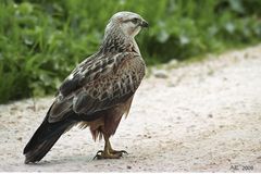 Adlerbussard