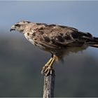 Adlerbussard