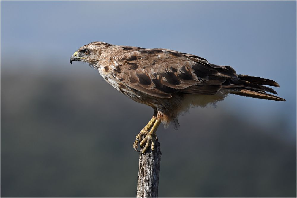 Adlerbussard