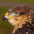 Adlerbussard