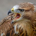 Adlerbussard