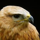 Adlerbussard