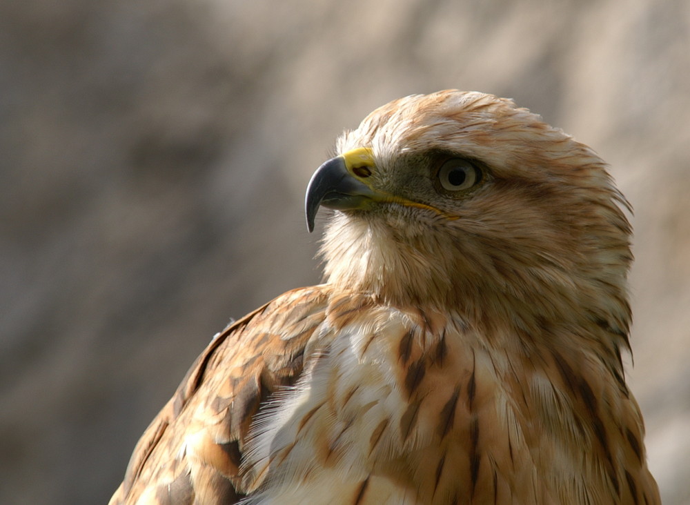 Adlerbussard