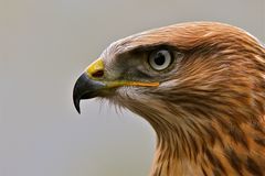 Adlerbussard