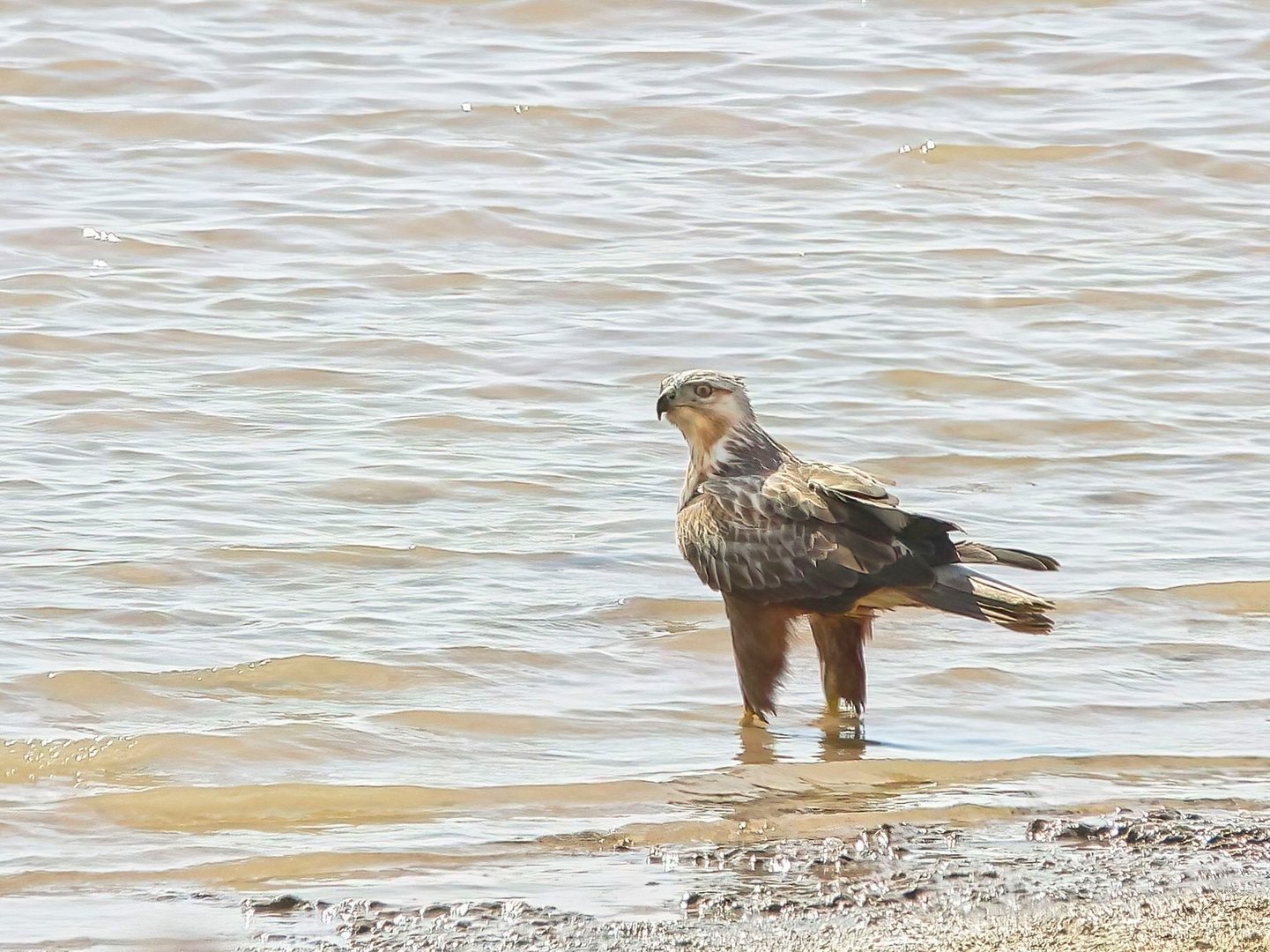 Adlerbussard