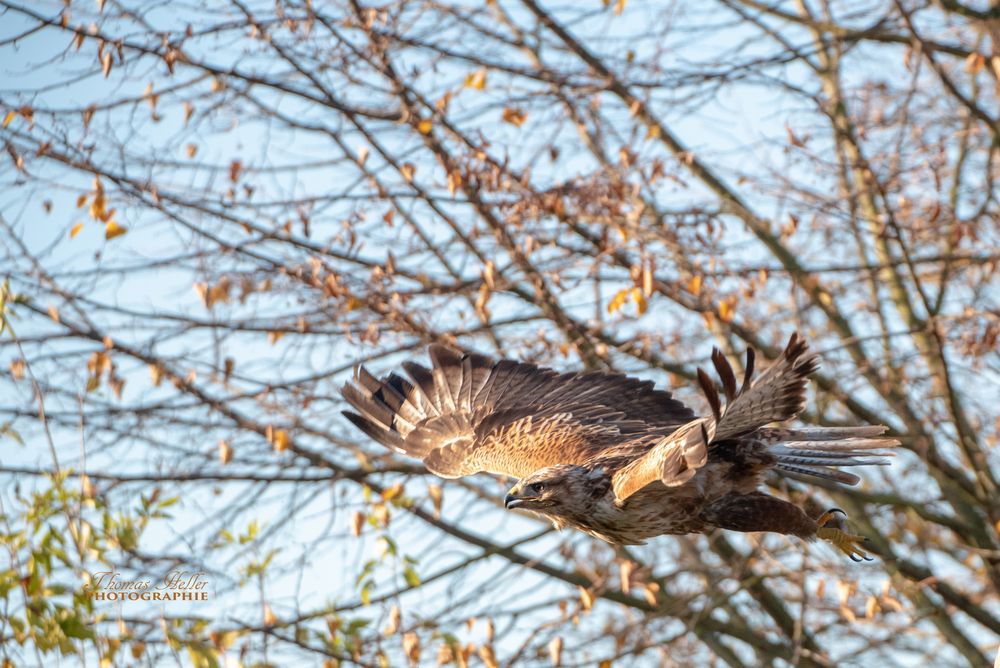 Adlerbussard