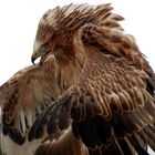 adlerbussard