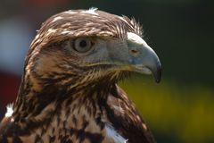 Adlerbussard