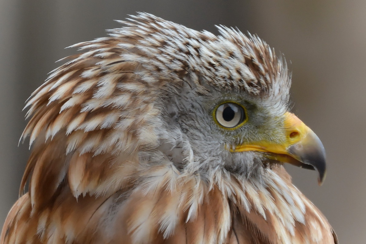 Adlerbussard