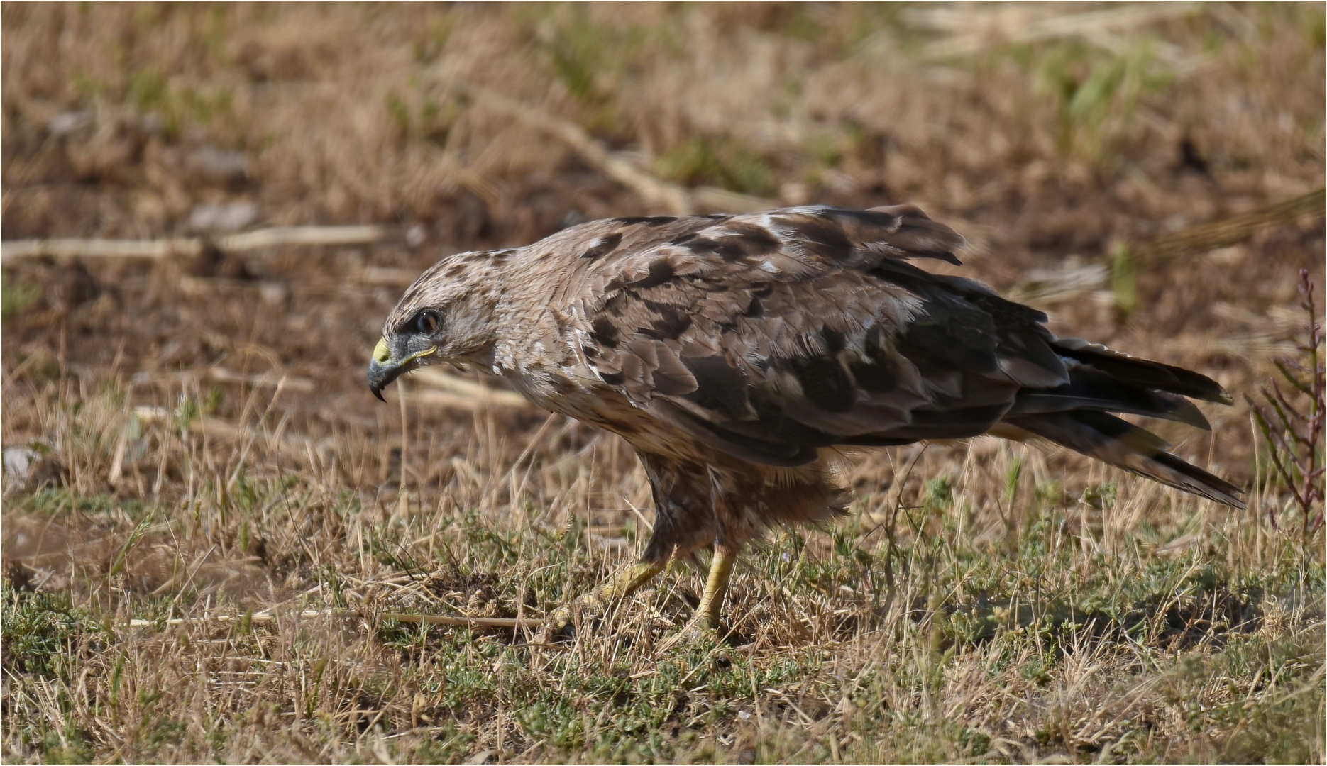 Adlerbussard