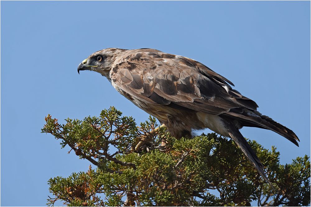 Adlerbussard