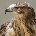 Adlerbussard