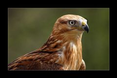 Adlerbussard