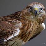 Adlerbussard