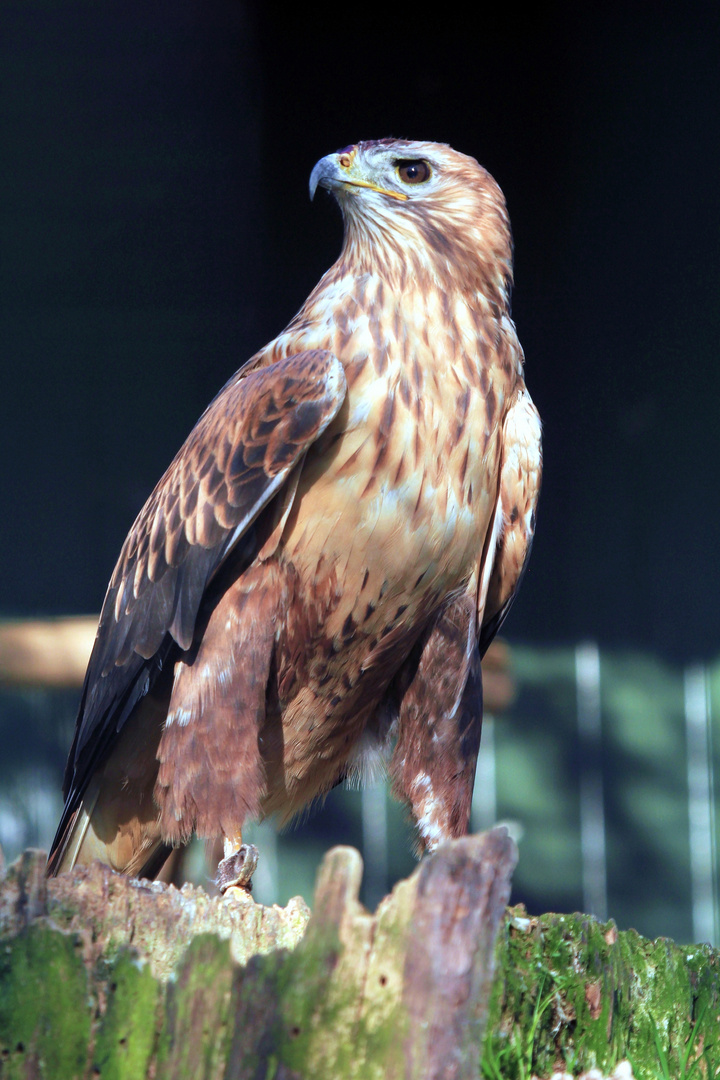 Adlerbussard