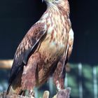 Adlerbussard