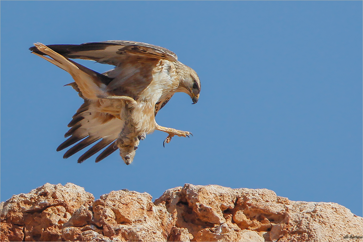 Adlerbussard 