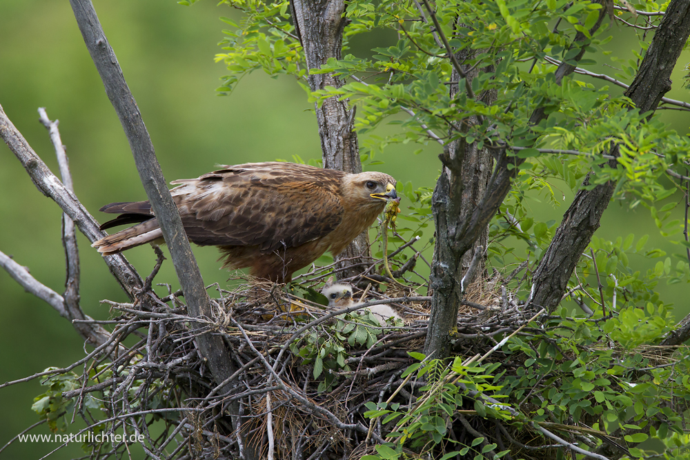 Adlerbussard am Nest