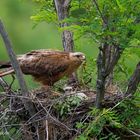 Adlerbussard am Nest