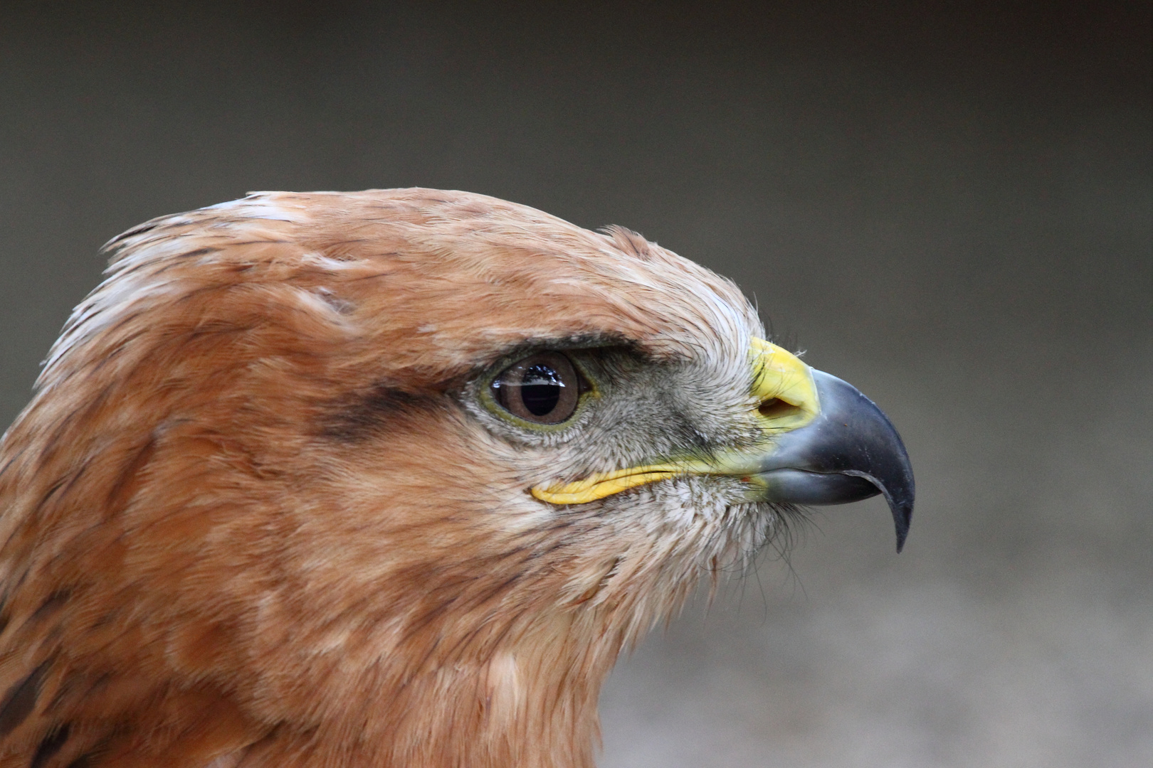 Adlerbussard