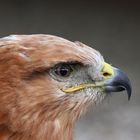 Adlerbussard