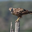 Adlerbussard