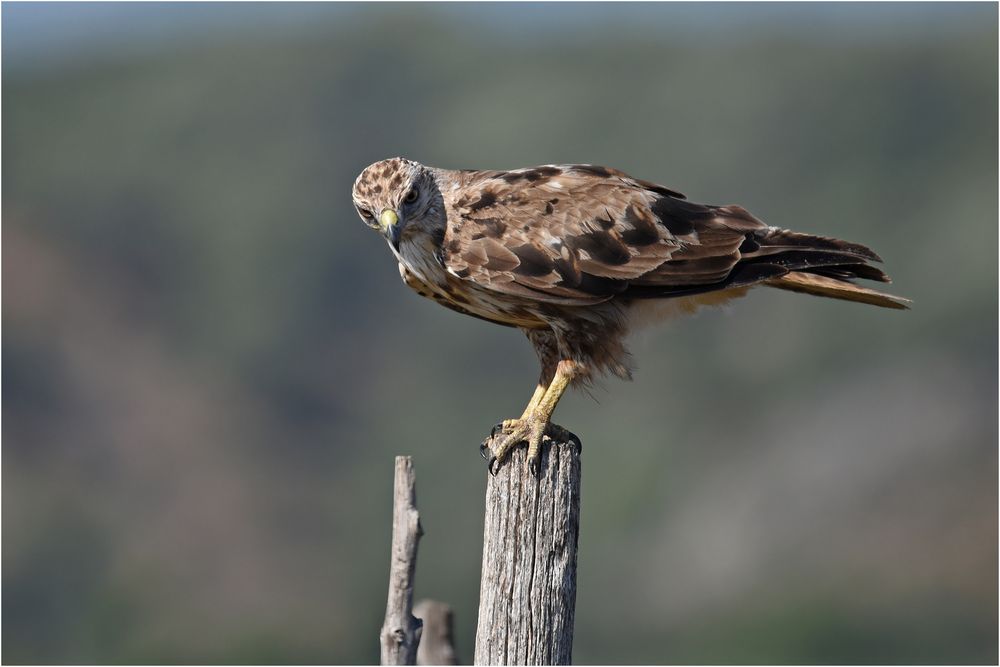 Adlerbussard