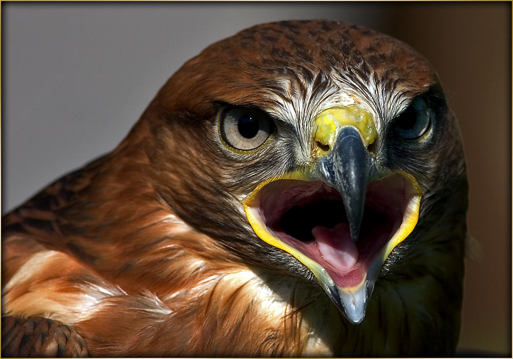 Adlerbussard [Buteo rufinus]