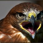 Adlerbussard [Buteo rufinus]