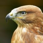 Adlerbussard Buteo rufinus (KD) III