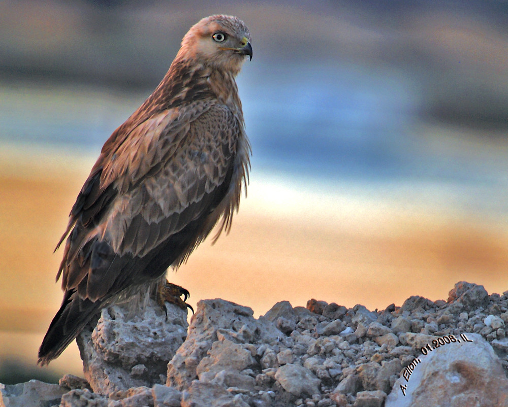 Adlerbussard