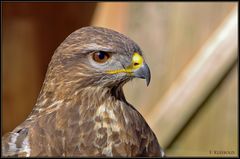 Adlerbussard