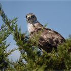 Adlerbussard 