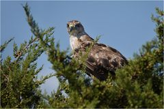 Adlerbussard 