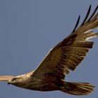 Adlerbussard