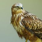 Adlerbussard