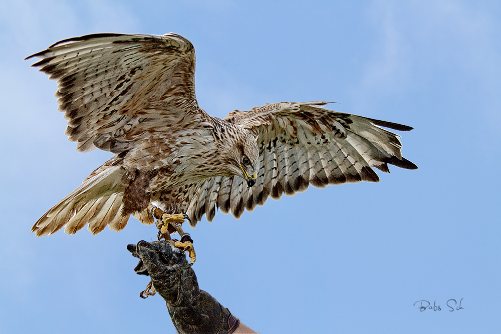 Adlerbussard