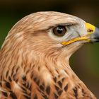 Adlerbussard