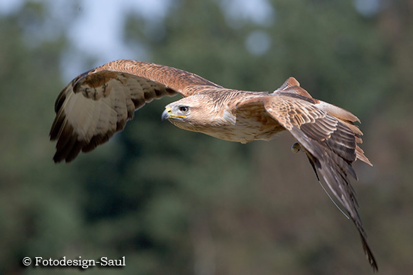 Adlerbussard im Gleitflug