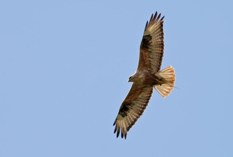 Adlerbussard mit erbeuteter Smaragdeidechse