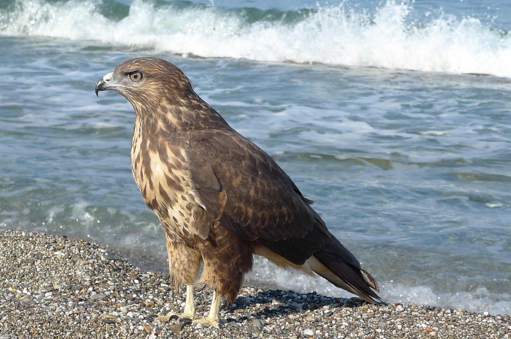 Adlerfalke im Mittelmeer