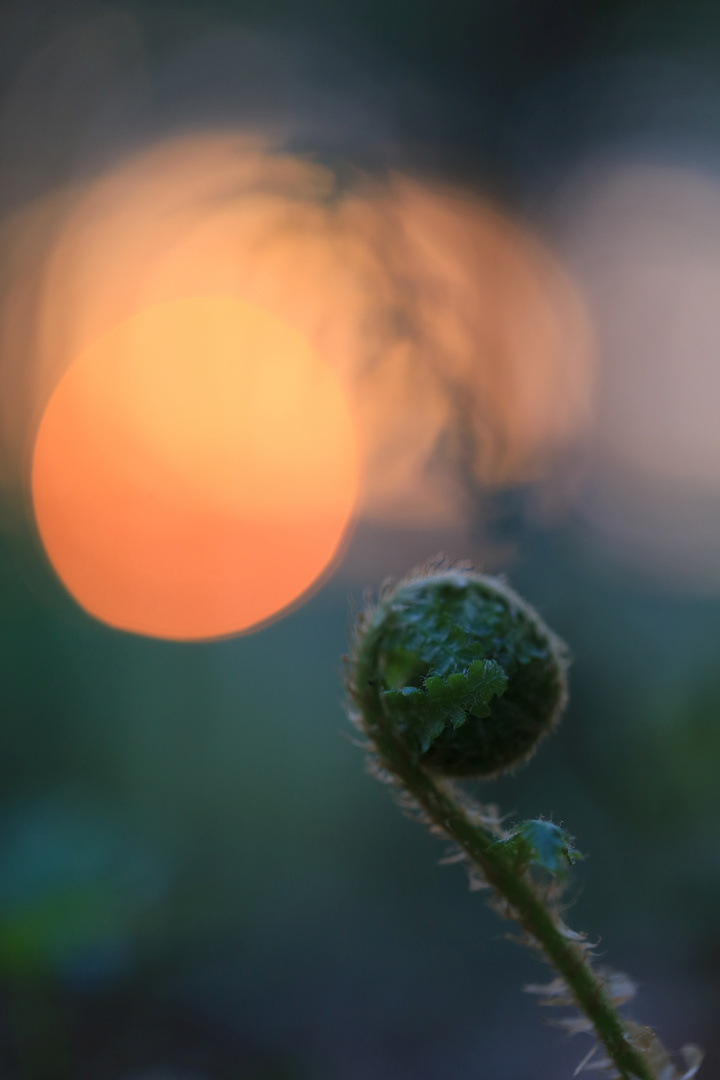 Adlerfarn beim Sonnenaufgang